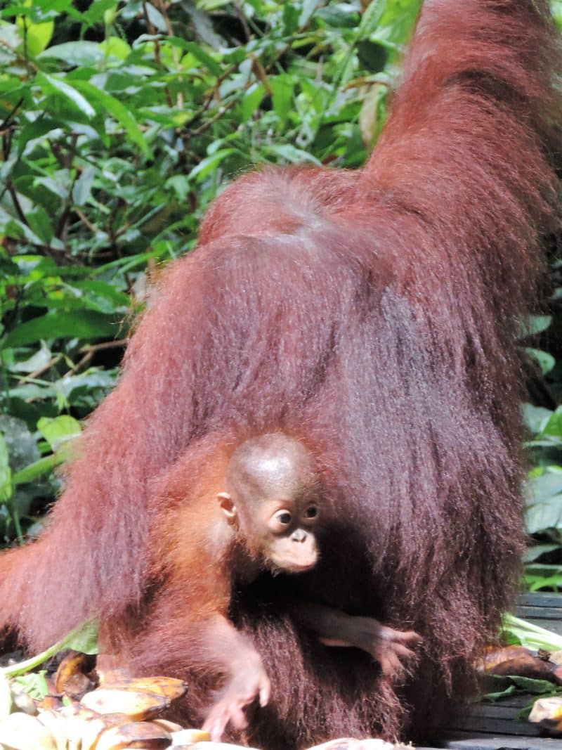 Orangutan with baby