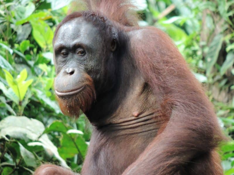 Sepilok Orangutan Sanctuary: Hanging with the Kings of the Forest