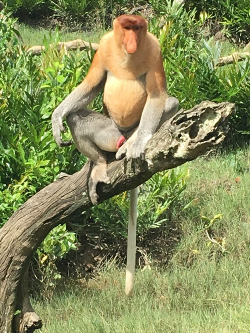 Probiscus Monkey 1