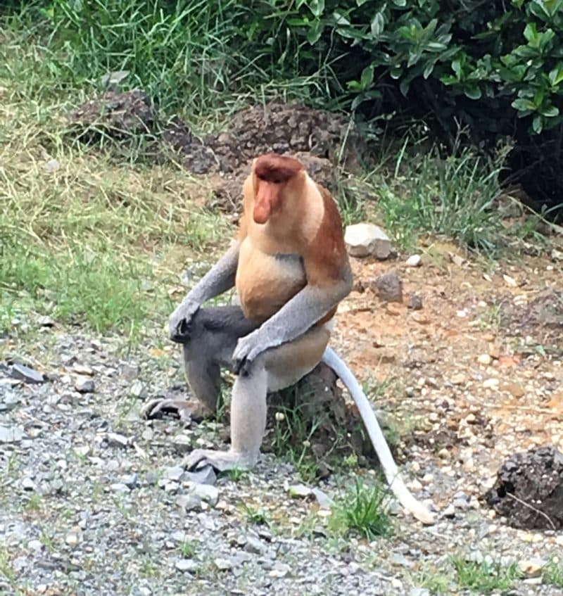 Probiscus Monkey 2