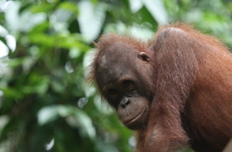 Orangutan looking moody