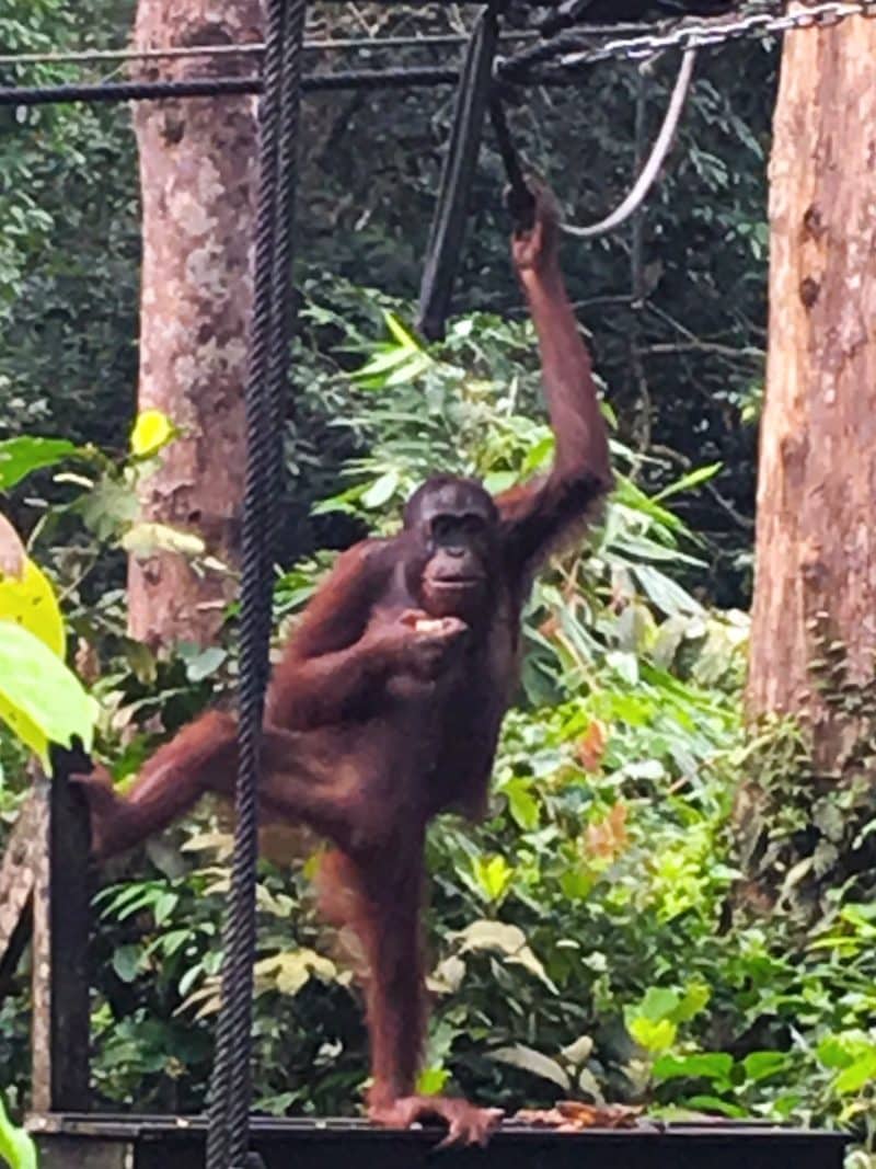 Orangutan wire swinging