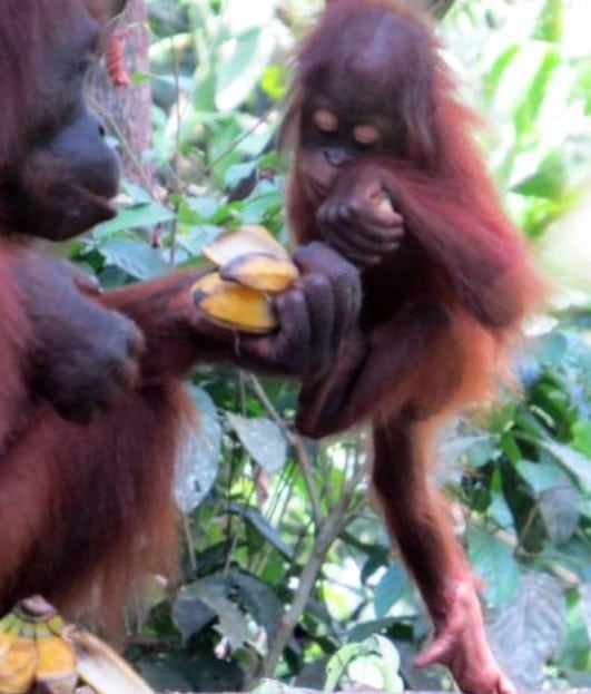 Baby Orangutan and mum feeding