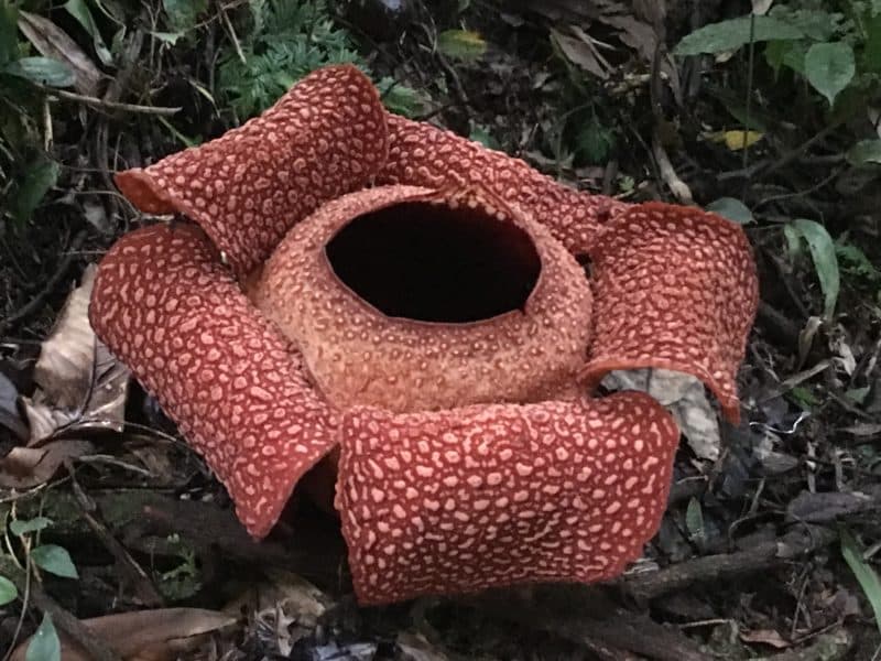 Rafflesia day 1