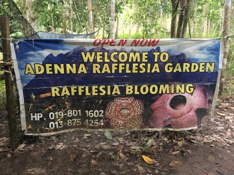 Borneo: A mountain, the poring forest and in search of the elusive rafflesia flower