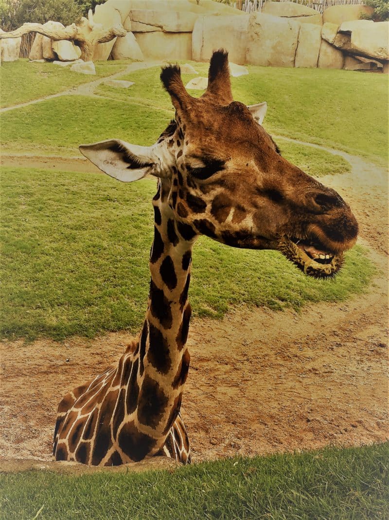 Giraffe at Bioparc Valencia