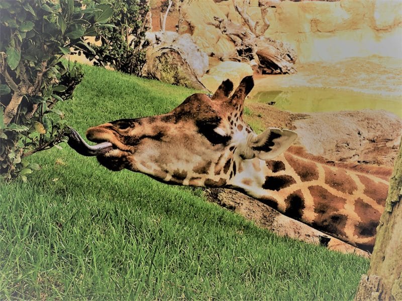 Giraff and tongue at Bioparc Valencia