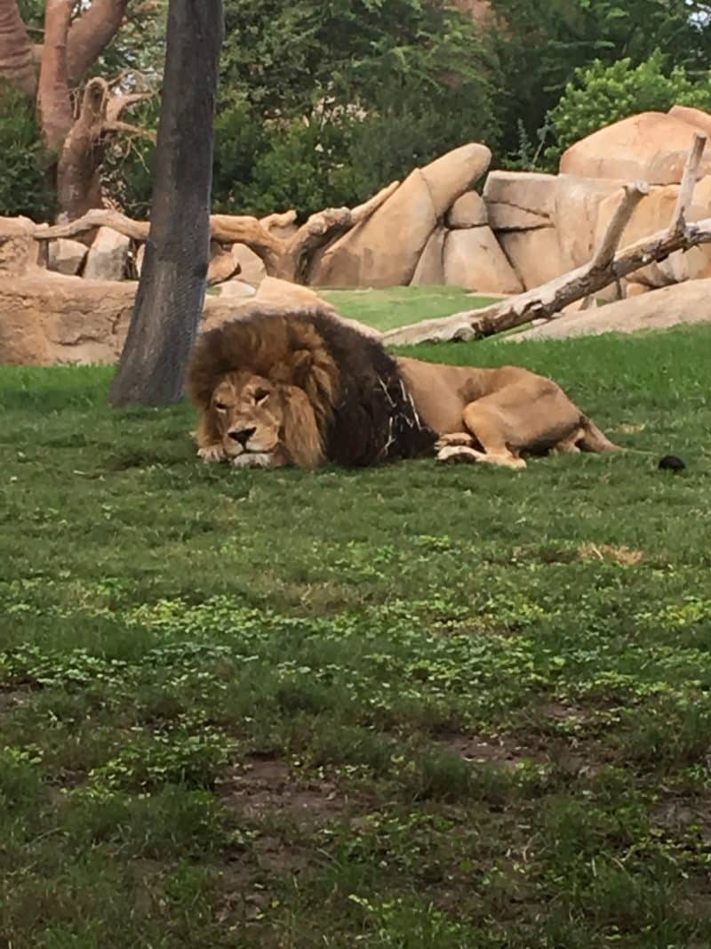 Lion at Bioparc Valencia