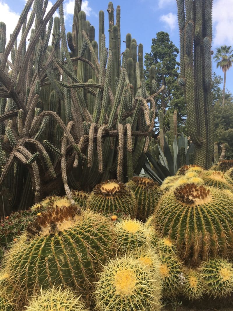 Cacti Flowers