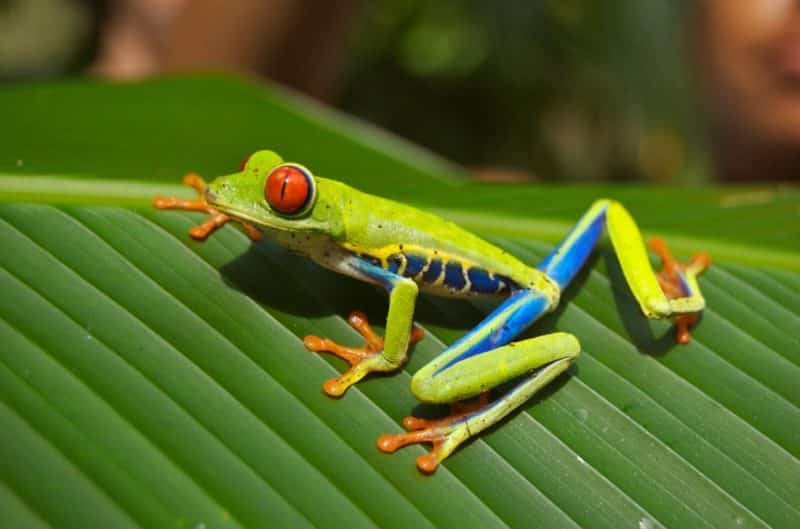 The Super Swish Nayara Resort Red-eye frogs