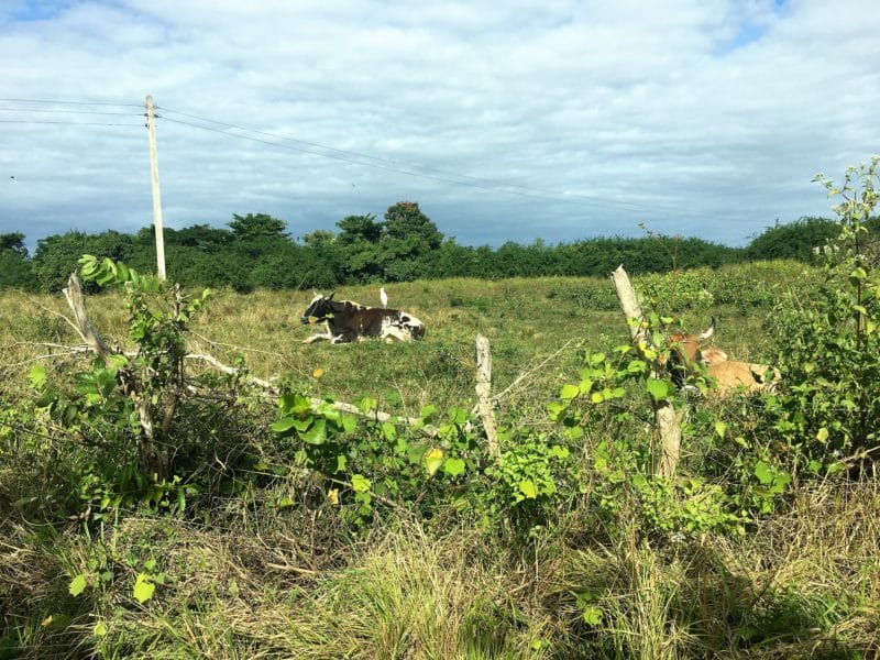 The Valle de Viñales: Cuba's rural farming landscape