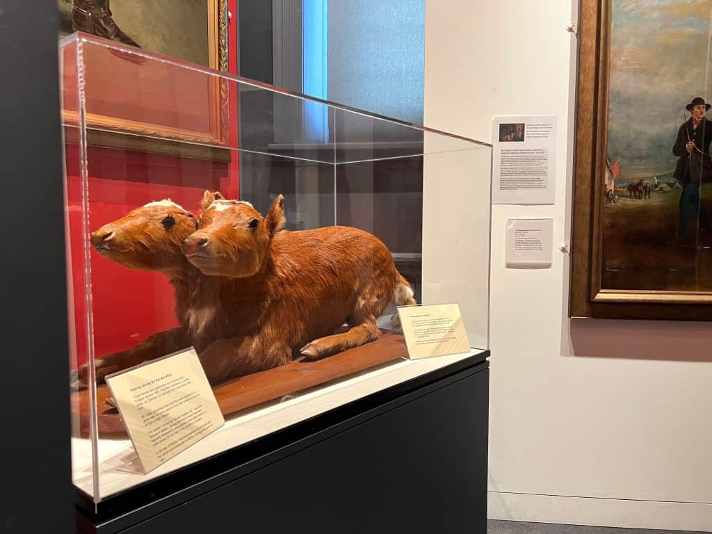 Two Calves in one skin at Carnegie Museum, Melton Mowbray