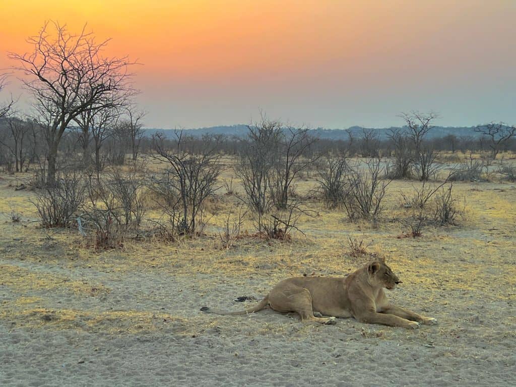 Phots of Namibia: Lionness with sunset
