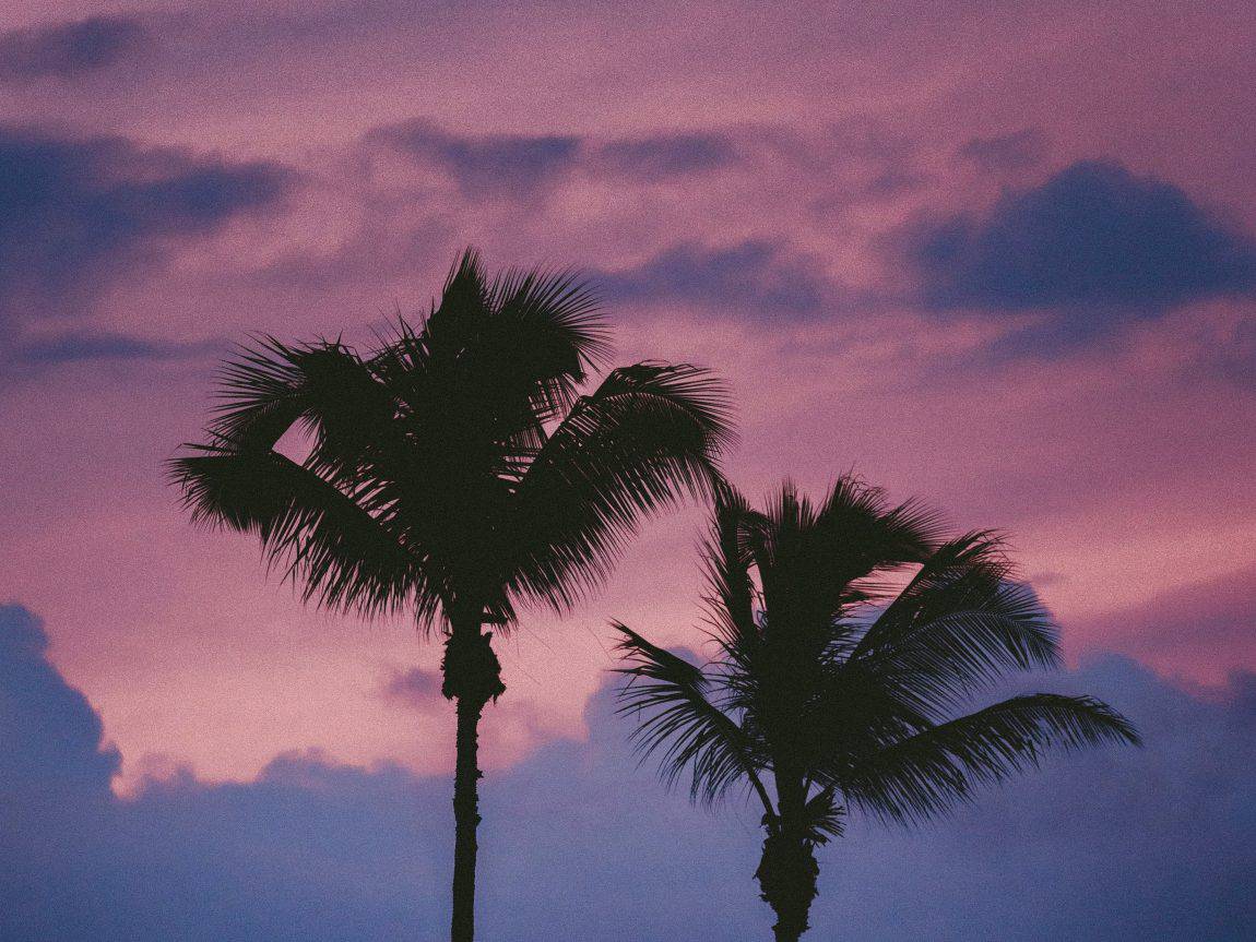 Palm trees in pink and purple sunset sky