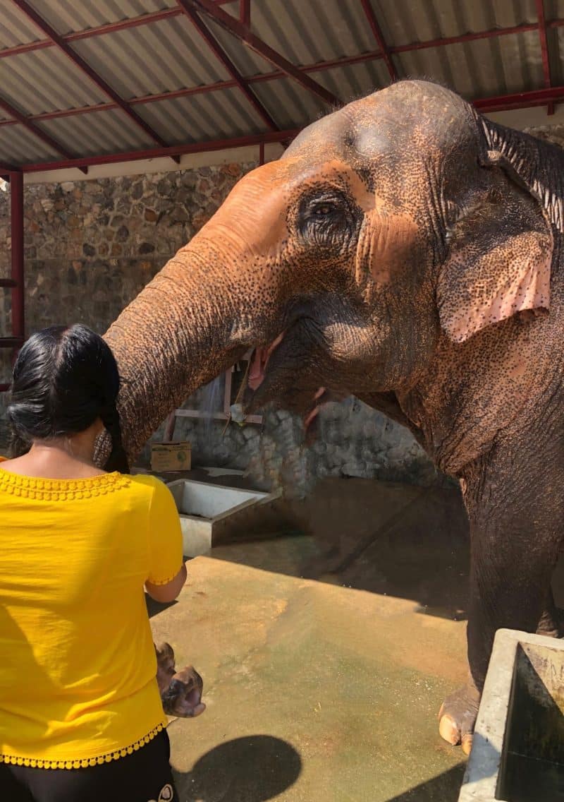 Hutsadin Elephant Foundation: The mahout Experience