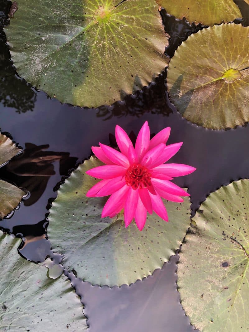 Water Lilly in Foyer Pond