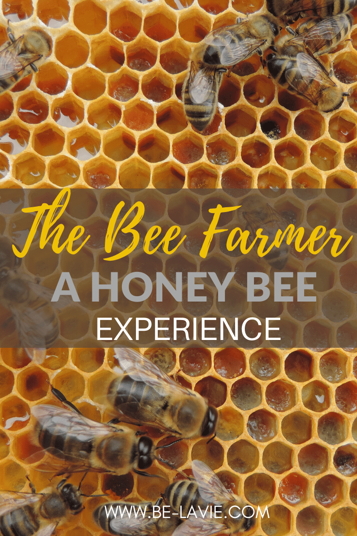 The Bee Farmer, A Honeybee Colony Experience