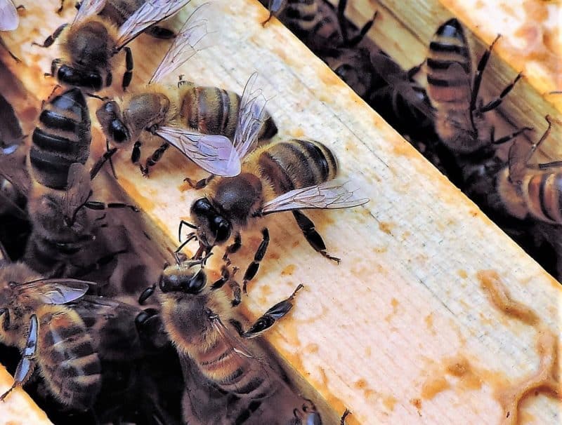 A Honeybee Colony Experience with The Bee Farmer