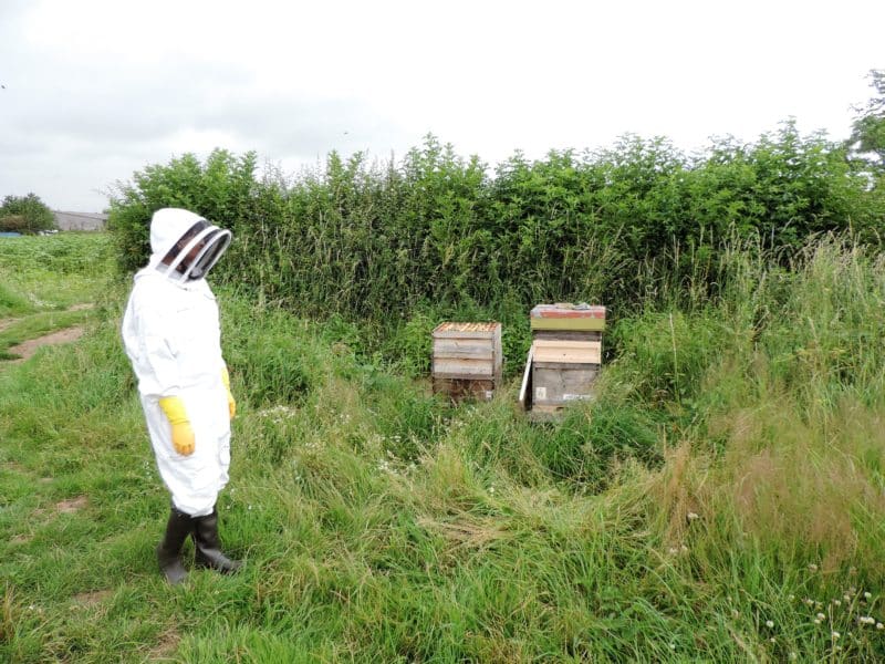 A Honeybee Colony Experience with The Bee Farmer