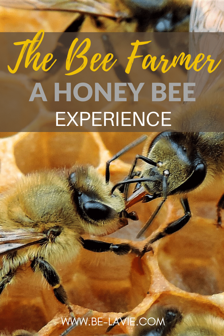 The Bee Farmer, A Honeybee Colony Experience