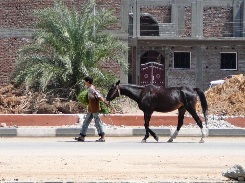 Egypt: A Journey Through Photos