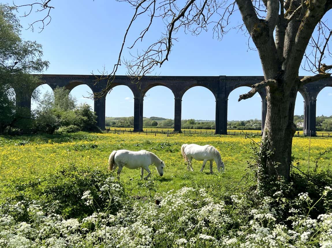 Welland Valley Viaduct with horses