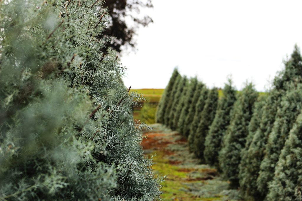 Sustainable Christmas Tree Farm