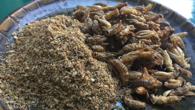 Grow Your Own Sustainable Edible Insects Starter Box