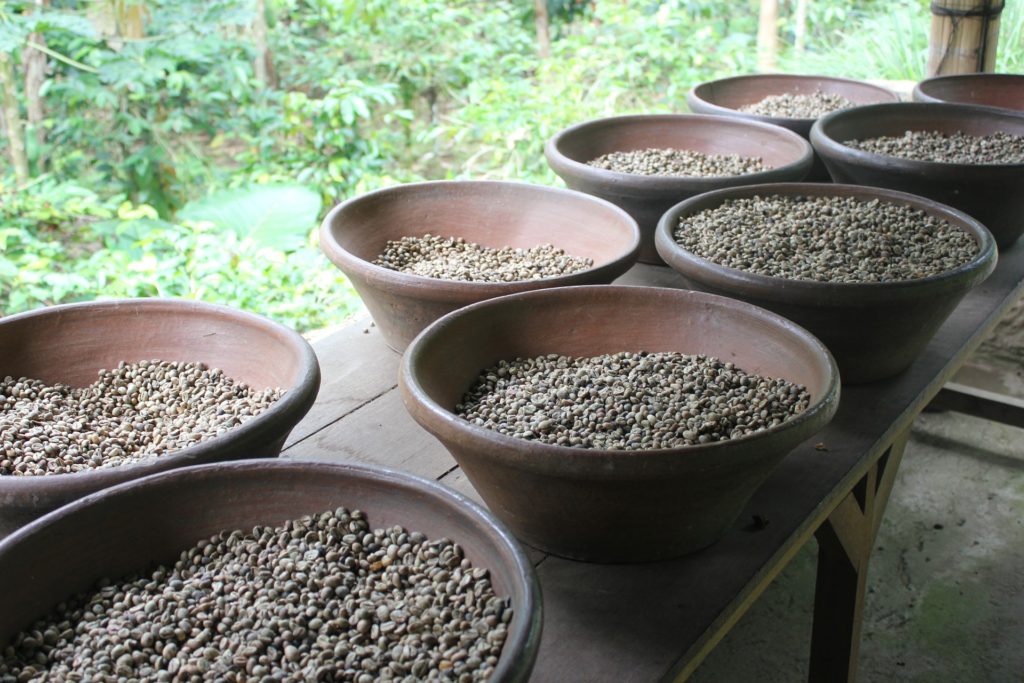 Coffee drying in Indonesia
