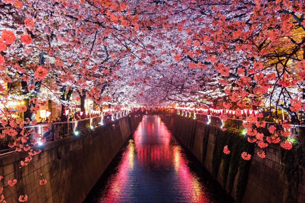 Interest Facts About Cherry Blossom -Nighttime Hanami in Japan