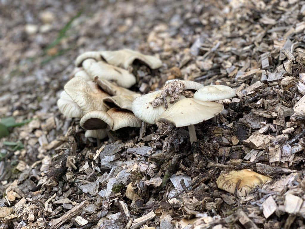 Mushrooms in garden