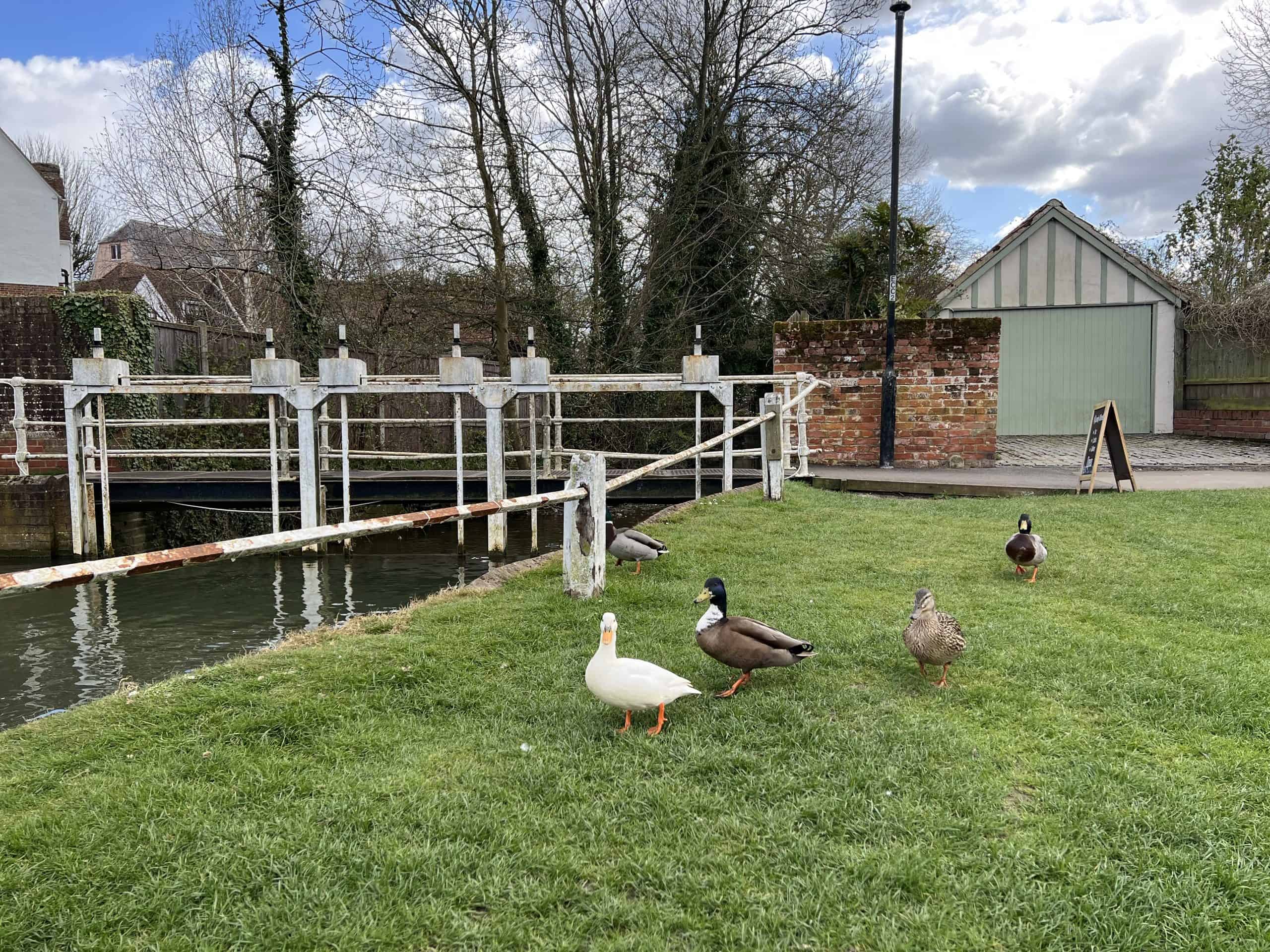 Ducks, Finchingfield Duck Pond