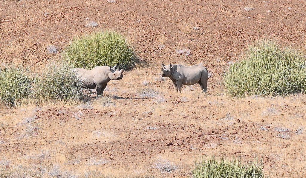 Black Rhino in Damaraland