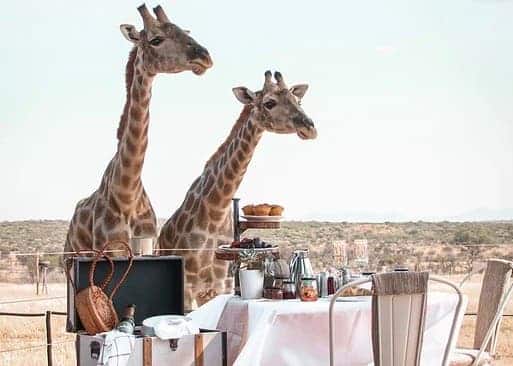 24 hours in Namibia: Voigtland Guesthouse Giraffe