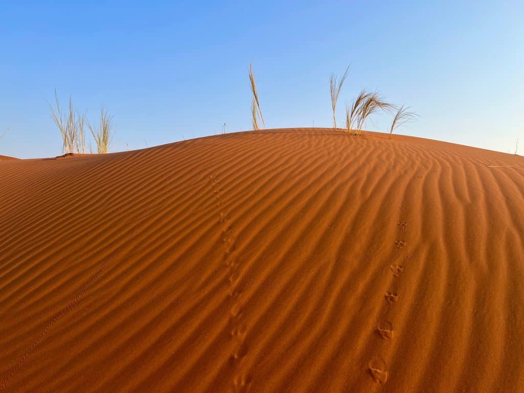 Best visit Sossusvlei: orange dune surface