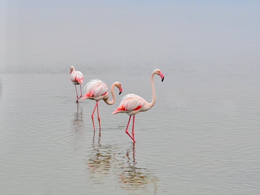 Things to do in Swakopmund: 3 Flamingo at Walvis Bay