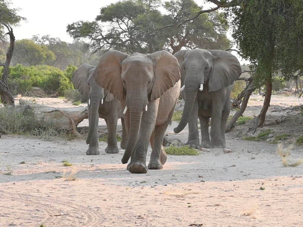 3 elephants near Hoanib River in Damaraland