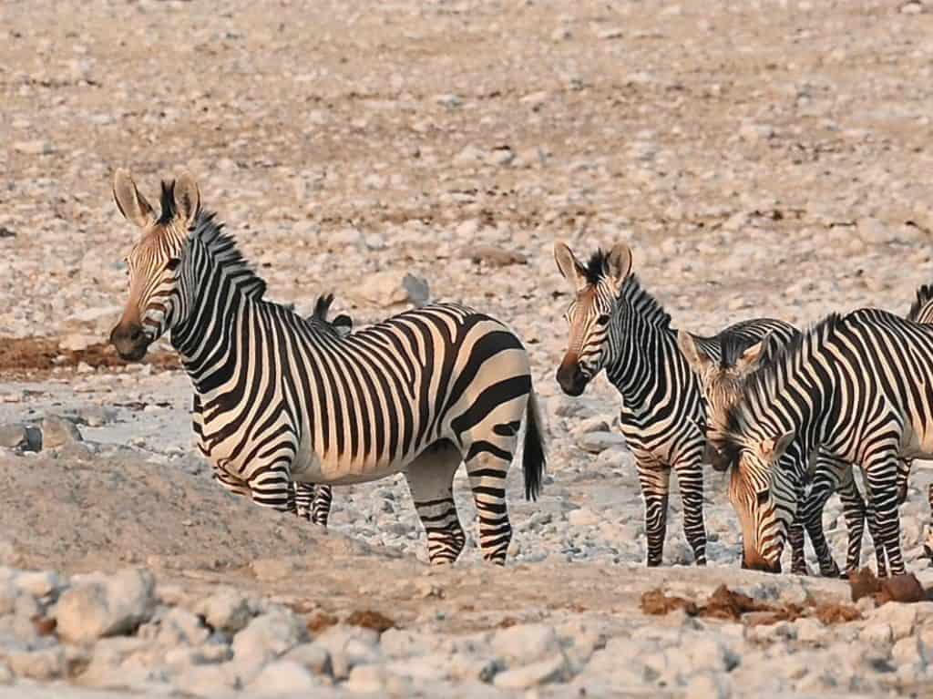 Zebra family in Etosha National Park