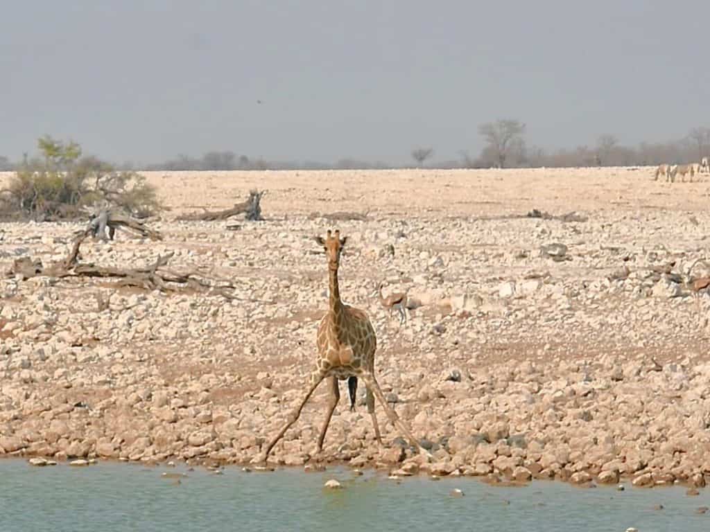 Photos of Namibia: Giraffe at Okaukuejo Waterhole, Etosha National Park