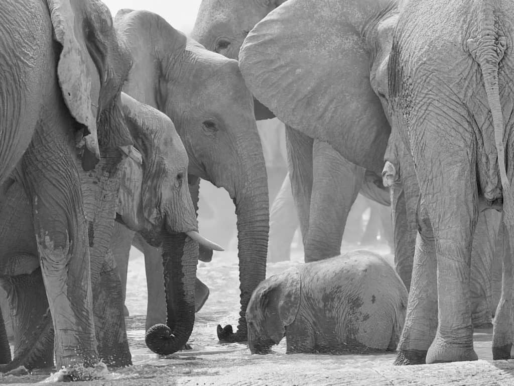 Photos of Namibia: Family of elephants at Etosha National Park