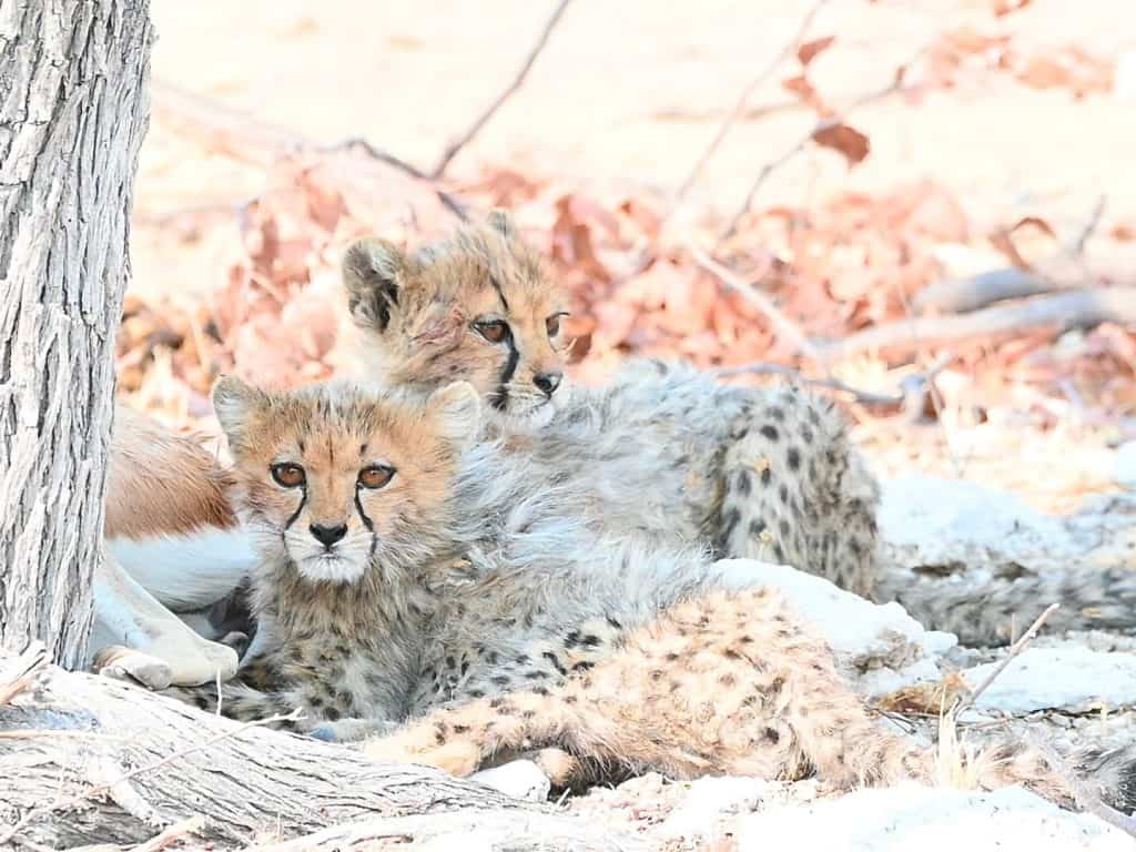 Cheetah Cubs at Etosha National Park