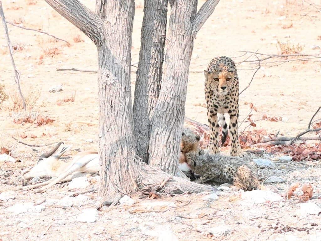Female Cheetah with Springbok kill at Etosha National Park