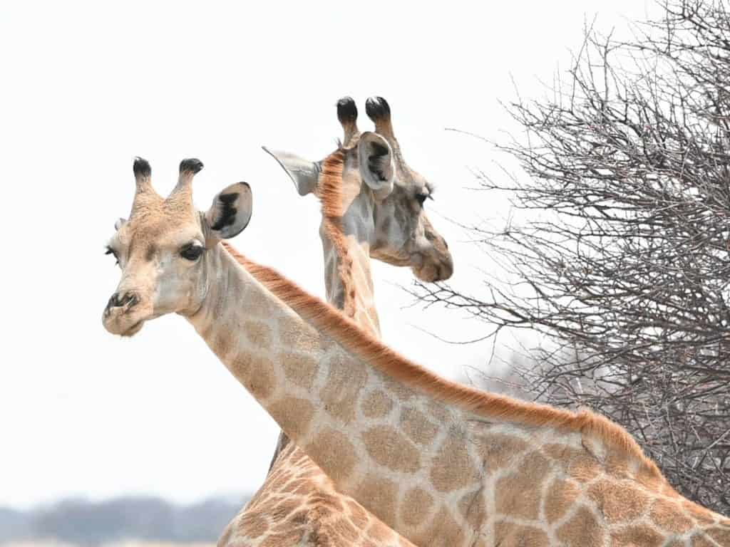 Two Giraffes in Ongava Game Reserve