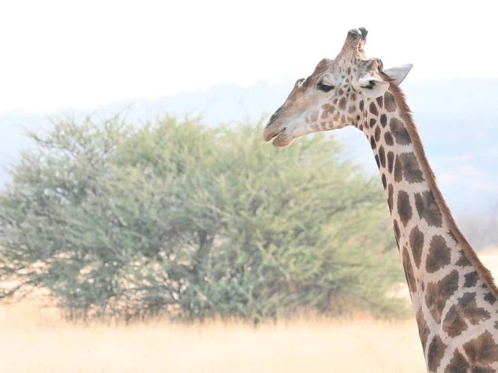 Giraffe in front of a bush at Etosha National Park