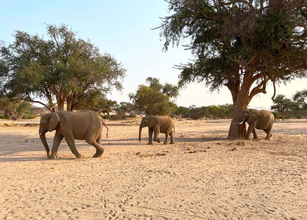 Desert-adapted elephant family in Damaraland