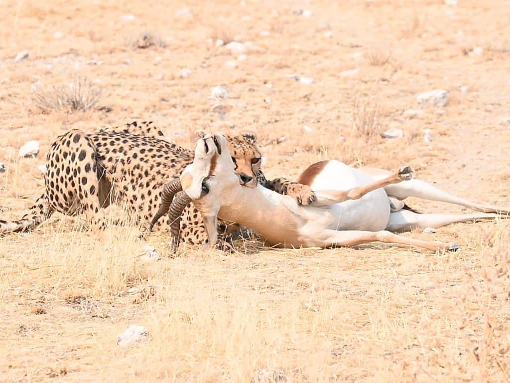 Female Cheetah with springbok kill in Etosha National Park