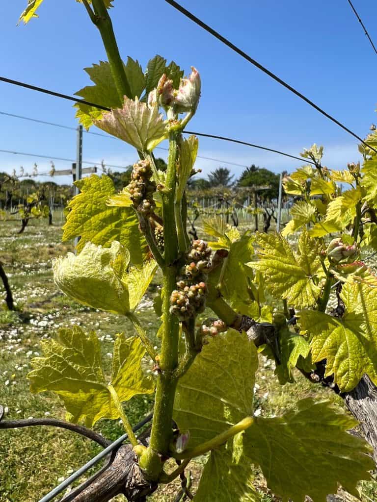 Mini Grapes and vines at La Mare vineyrad
