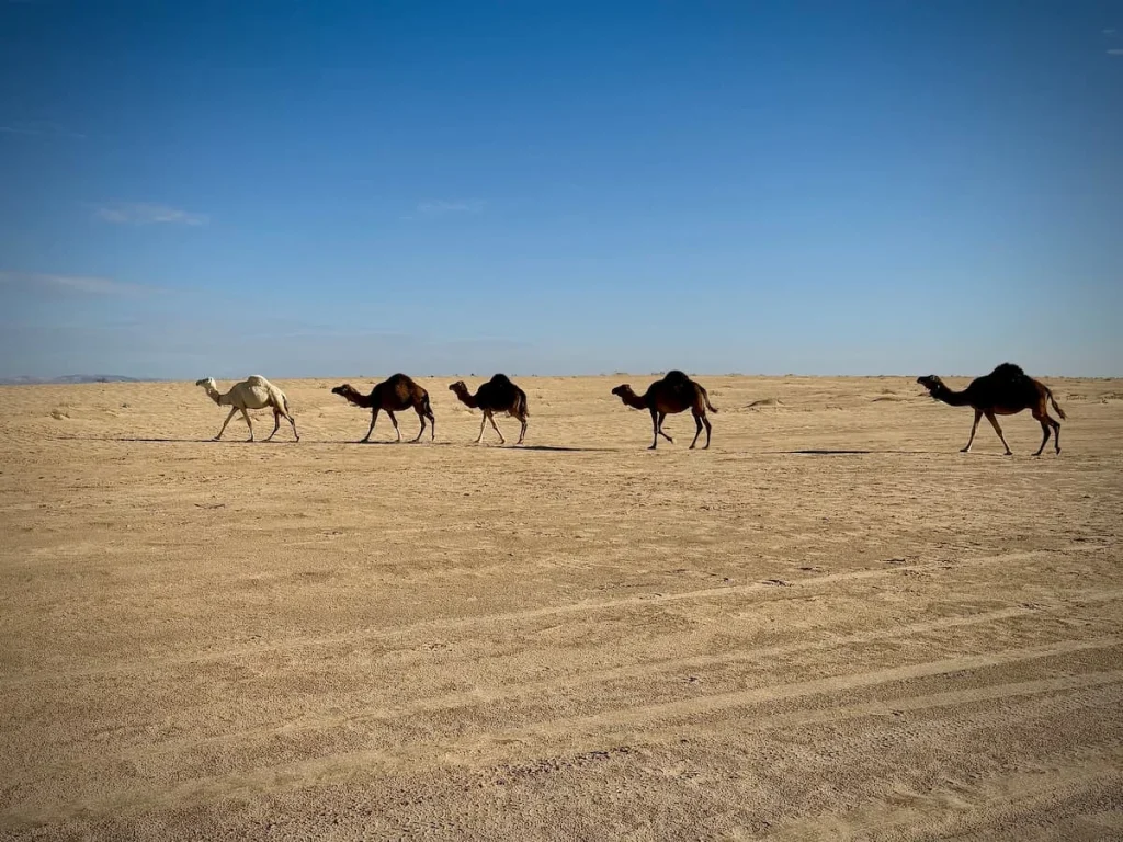 Camels in Nefta walking in a line, Tunisia. 5 of them are walking across the sand with a bright blue sky. The camles range in colour from dark brown to a sandy colour or beige
